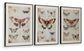 Ashley Express - Jossletts Wall Art Set (3/CN)