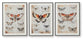 Ashley Express - Jossletts Wall Art Set (3/CN)